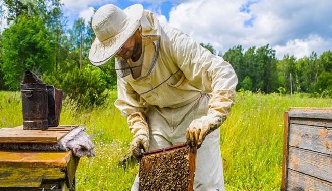 تولید سالانه بیش از 9 هزار تُن عسل در استان اردبیل