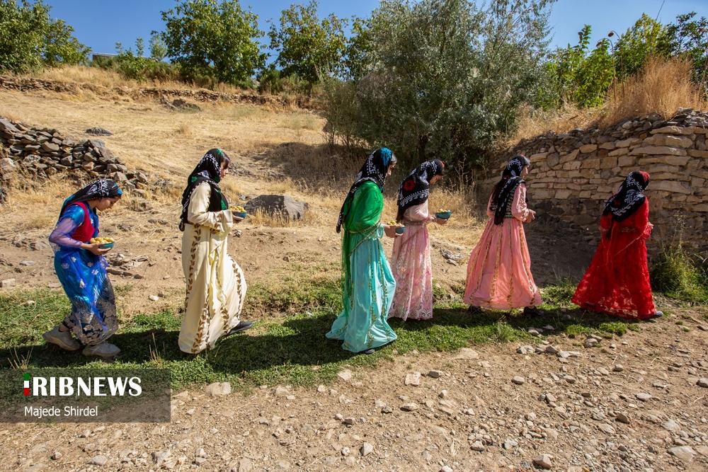 برداشت محصول و دختران سنتی پوش روستای "حیدره قاضی خان"
