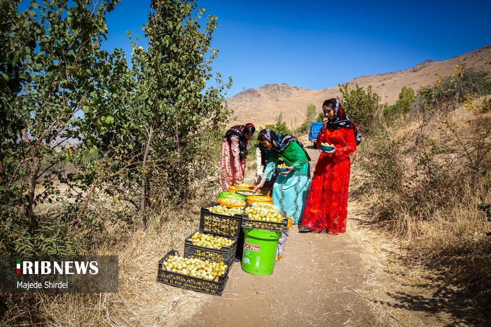 برداشت محصول و دختران سنتی پوش روستای "حیدره قاضی خان"