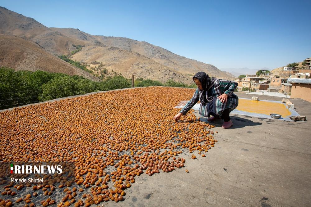 برداشت آلو در روستای "حیدره قاضی خان" همدان