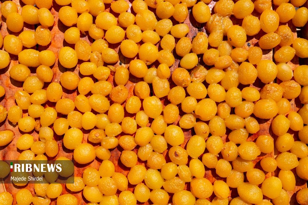 برداشت آلو در روستای "حیدره قاضی خان" همدان