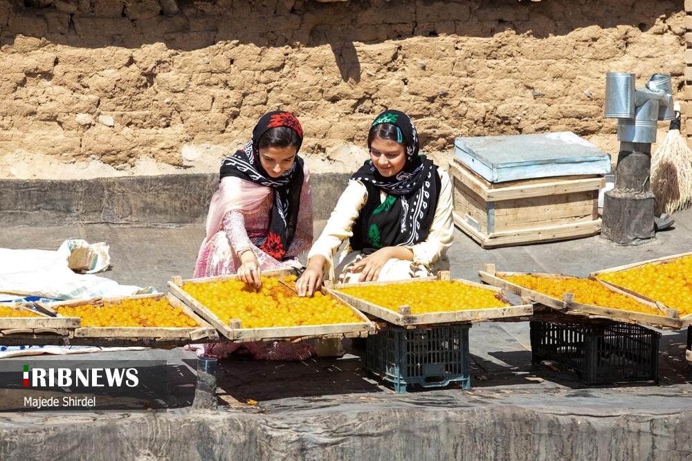 برداشت آلو در روستای "حیدره قاضی خان" همدان