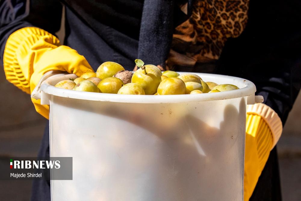 برداشت آلو در روستای "حیدره قاضی خان" همدان
