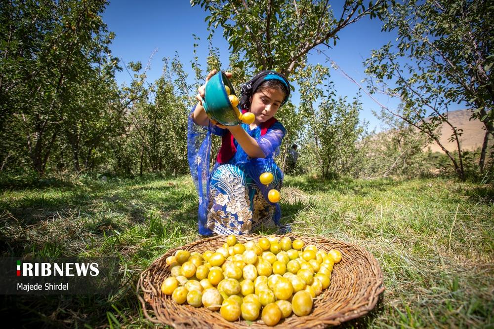 برداشت محصول و دختران سنتی پوش روستای "حیدره قاضی خان"