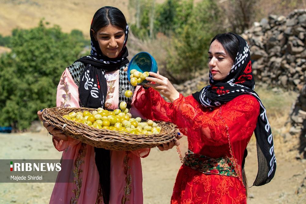 برداشت محصول و دختران سنتی پوش روستای حیدره قاضی خان