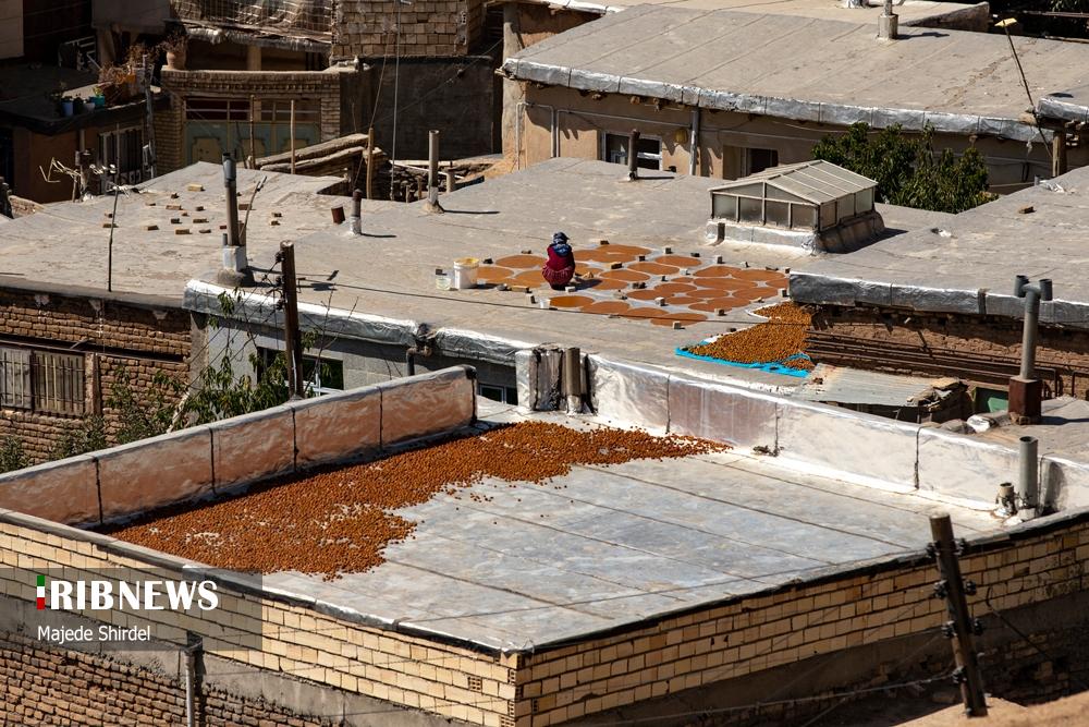 برداشت آلو در روستای "حیدره قاضی خان" همدان