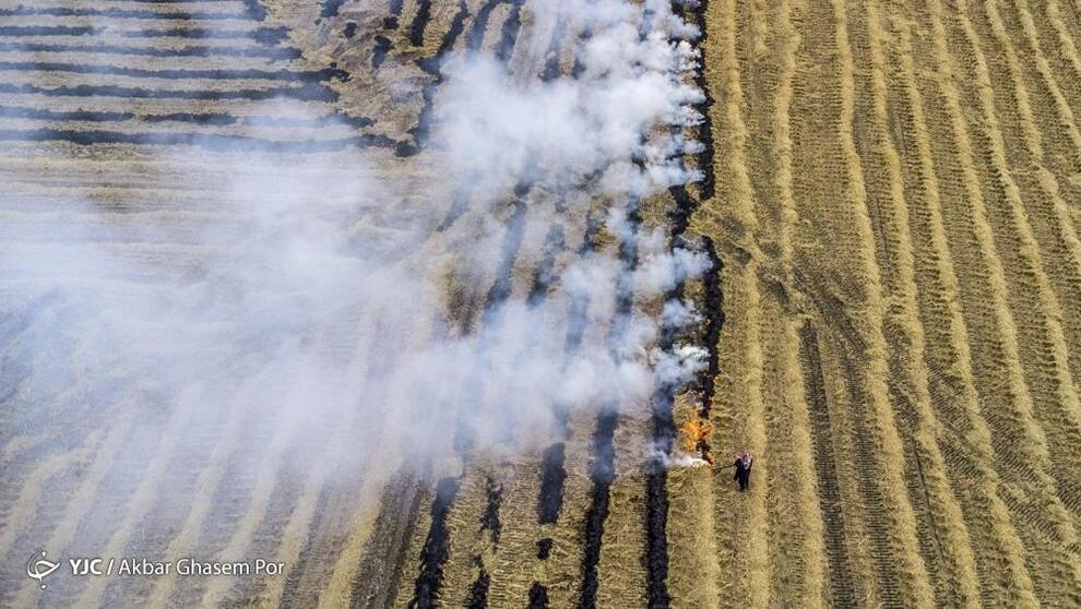 مرگ تدریجی مزارع برنج 