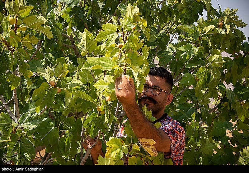 عکس/ انجیر "استهبان" نگین طلایی خشکبار ایران