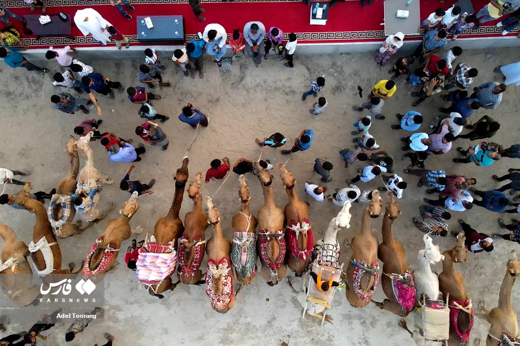 عکس/ «مسابقه شتر سواری» در روستای 