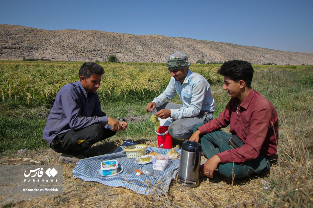 عکس/ برداشت برنج جنوب