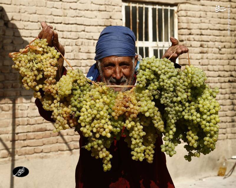 عکس/ فرآوری انگور در شهرستان بناب