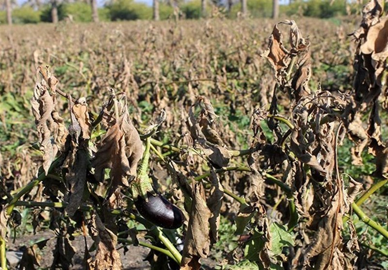 خطر سرمازدگی محصولات زراعی چهارمحال و بختیاری