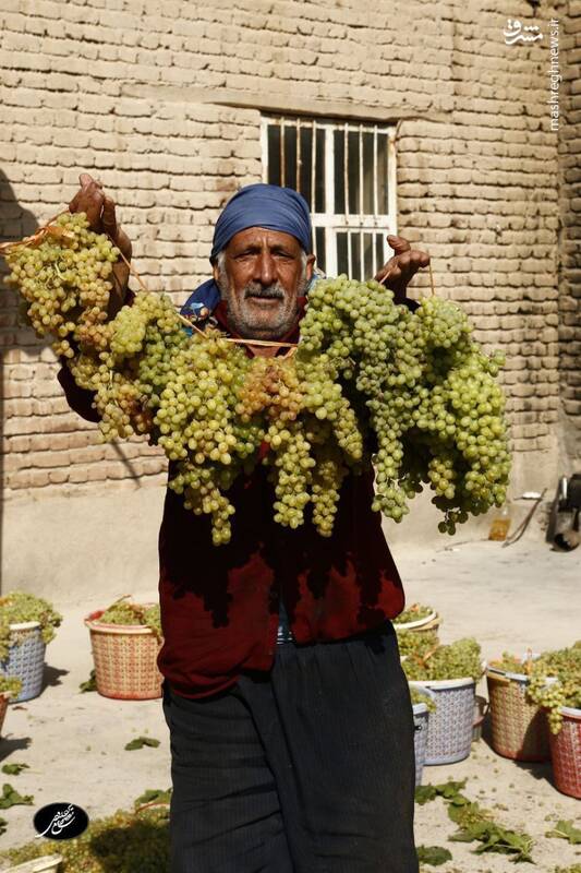 عکس/ فرآوری انگور در شهرستان بناب