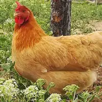 رشوه گرفتنِ یک مرغ از مرد 