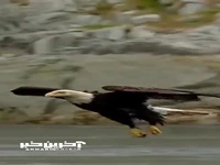 لحظه زیبای شکار یک ماهی توسط عقاب