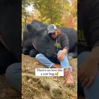 این ویدئو ثابت می کند که گاوها احساس و عشق را درک می کنند
