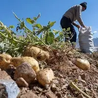 سیب‌زمینی در معرض خوراک دام شدن!