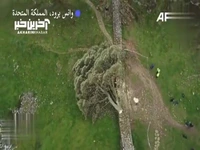 جنجال قطع یک درخت ۲۰۰ ساله به دست پسر ۱۶ ساله