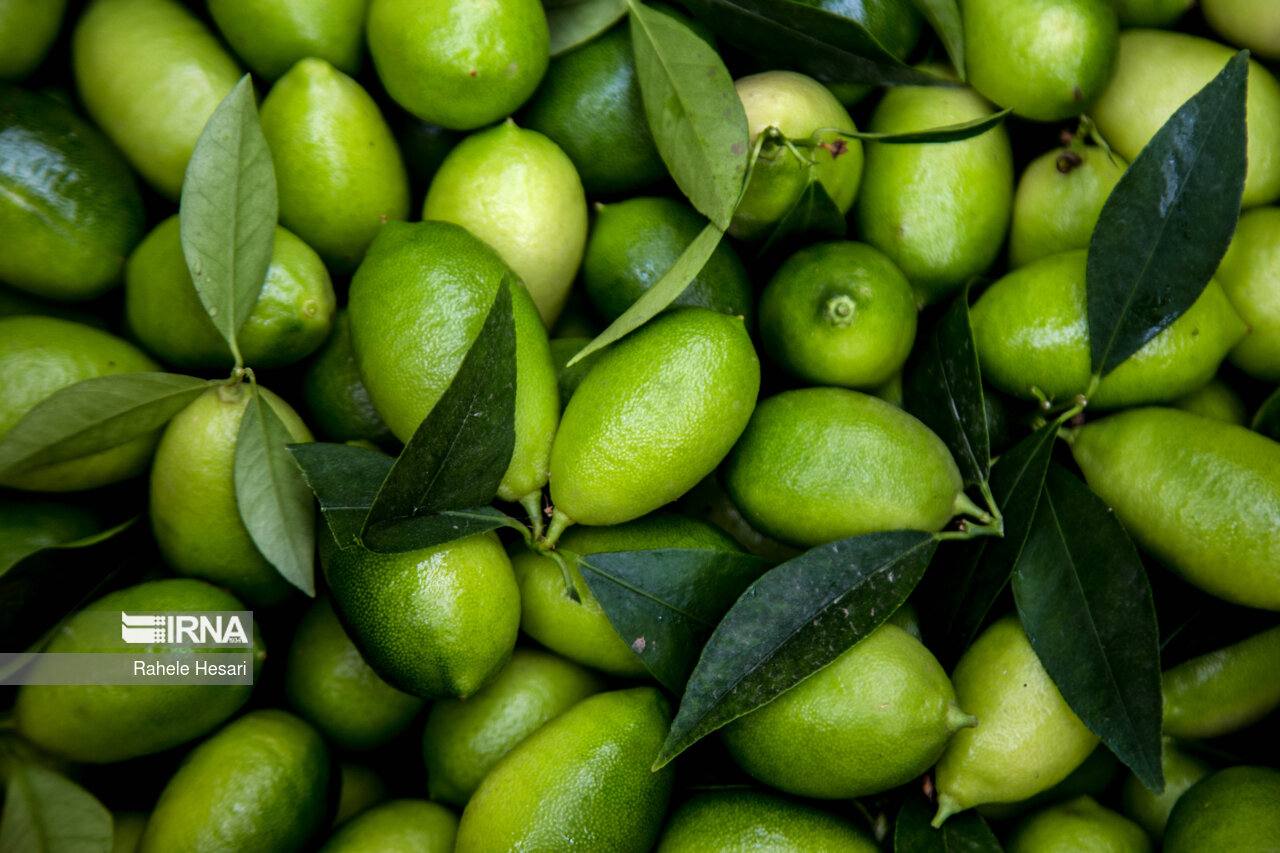 عکس/ کشت گلخانه‌ای «لایم کوات»