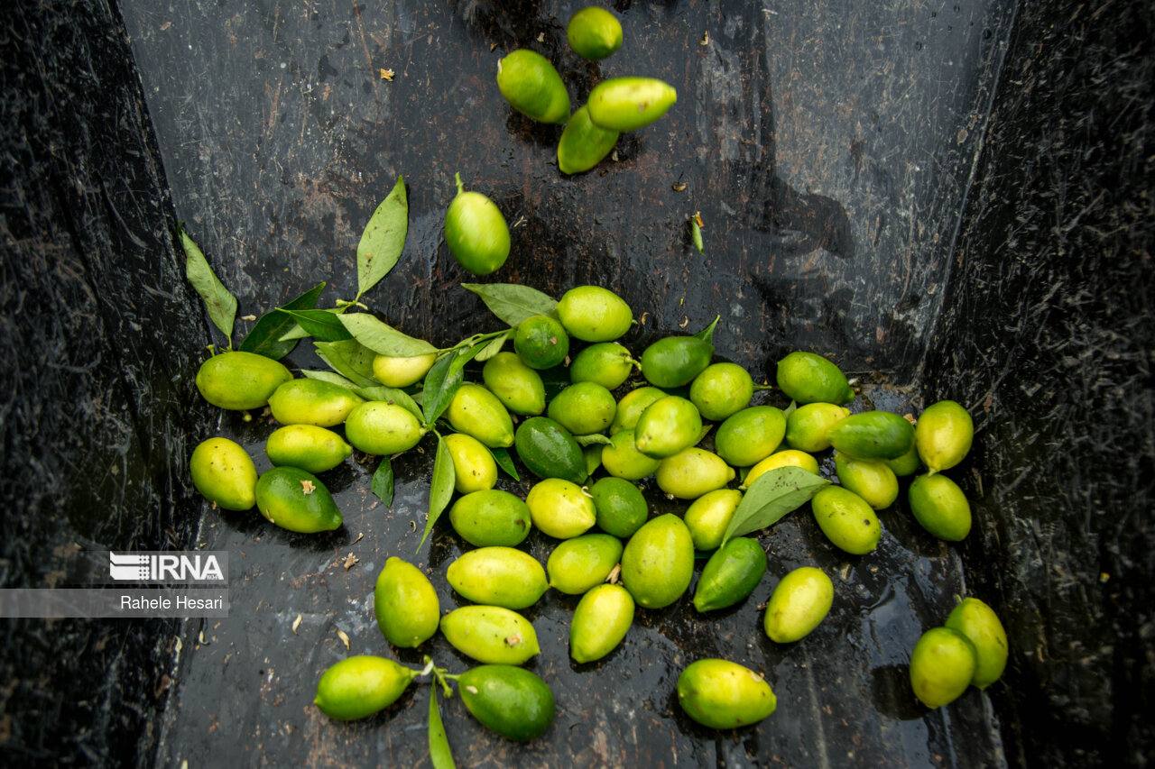 عکس/ کشت گلخانه‌ای «لایم کوات»