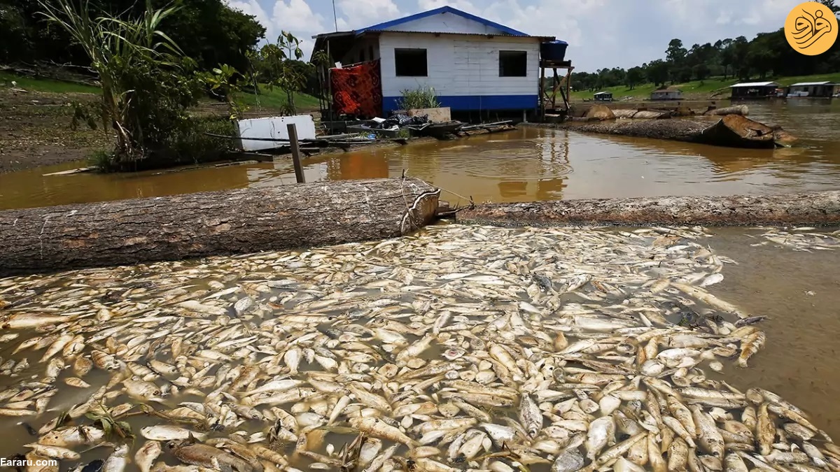 مرگ هزاران ماهی در اثر خشکسالی شدید آمازون