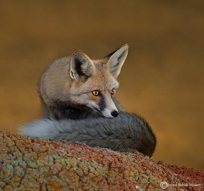 قابی زیبا از یک روباه در دره‌انجیرِ یزد