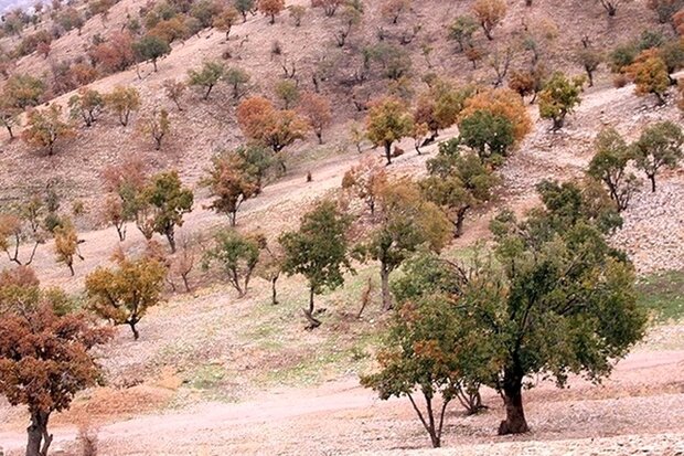 ممنوعیت در برداشت شوکه و قطع کردن از درختان بلوط اسلام‌آباد غرب