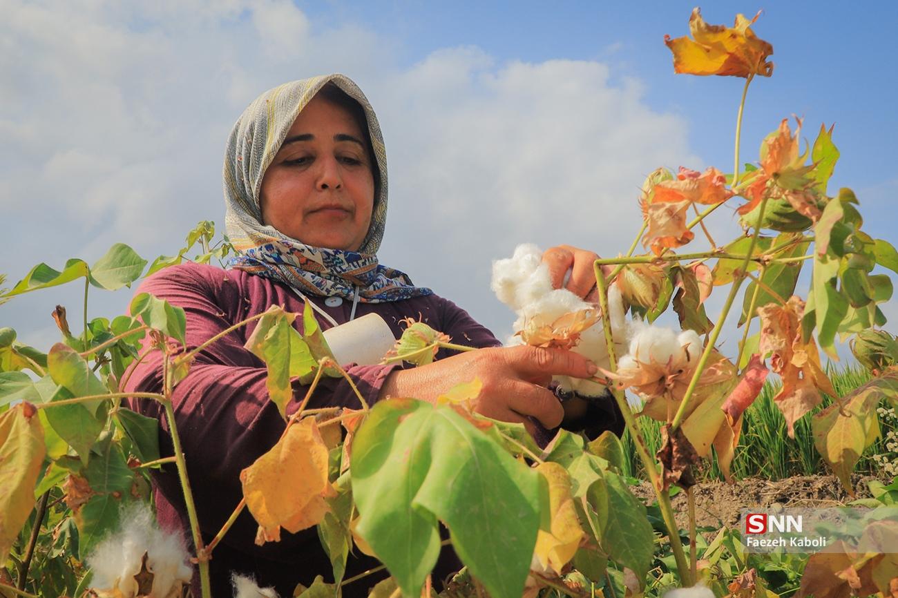 گلستان سرزمین طلای سفید