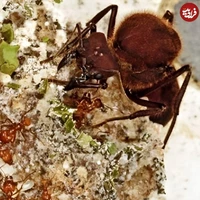 حمله عنکبوت به لانه مورچه‌ها