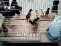 ساخت لانه مرغ با استفاده از لاستیک فرسوده موتور
