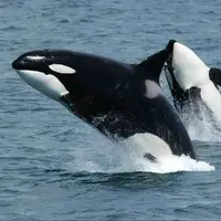 حمله نهنگ‌های قاتل به بچه وال