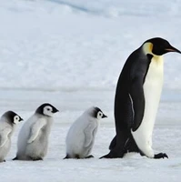 پنگوئنی که پدرش او را می‌خورد!