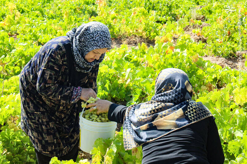 عکس/ برداشت انگور از باغات کاشان