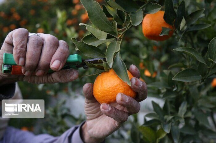 سبززدایی میوه نارس مرکبات، تهدیدی علیه باغداری تجاری مازندران