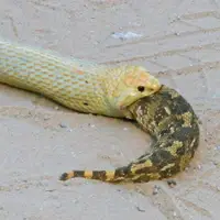 مار کبرا یک مار را زنده زنده خورد