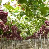 بهره‌برداری از 7 هزار هکتار باغ‌های انگور تاکستان به روش مدرن