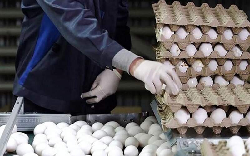 رکورد 44 ساله صادرات تخم مرغ شکسته شد