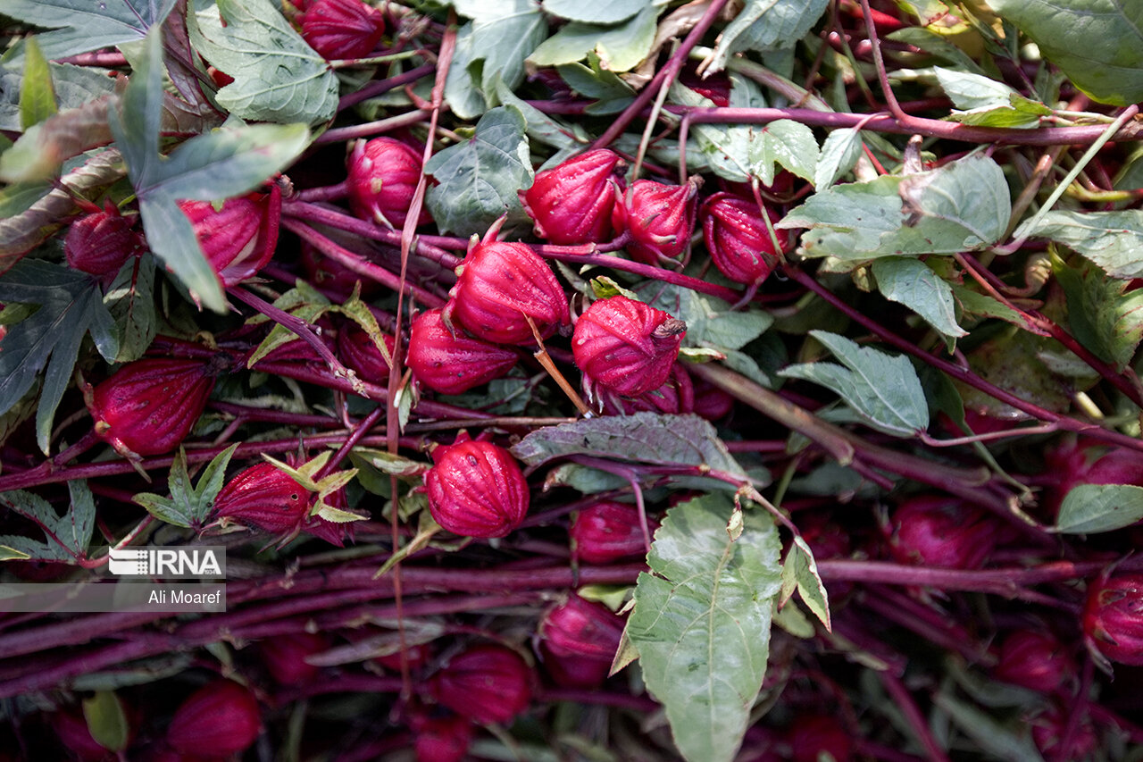 عکس/ برداشت چای ترش ایرانی