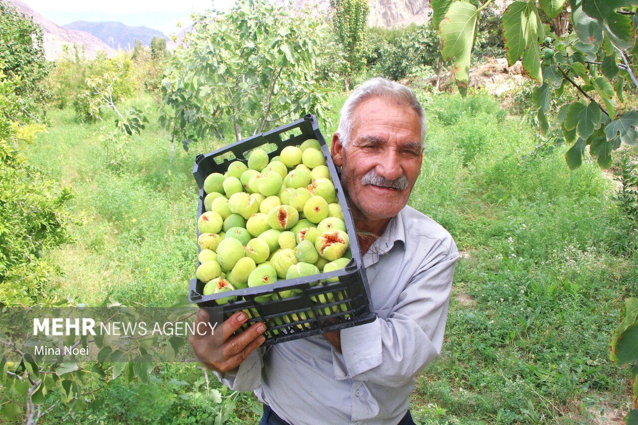 عکس/ برداشت انجیر در ارس