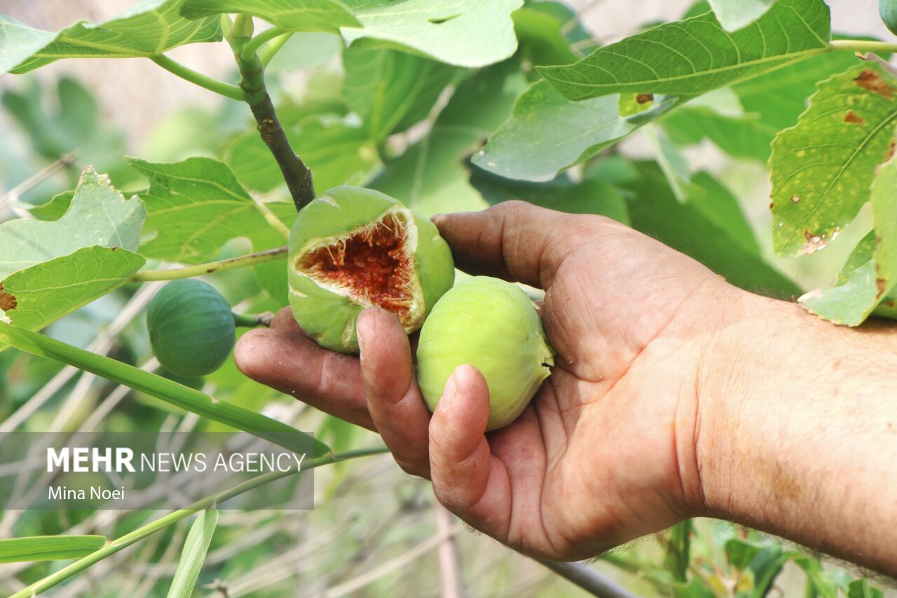 عکس/ برداشت انجیر در ارس