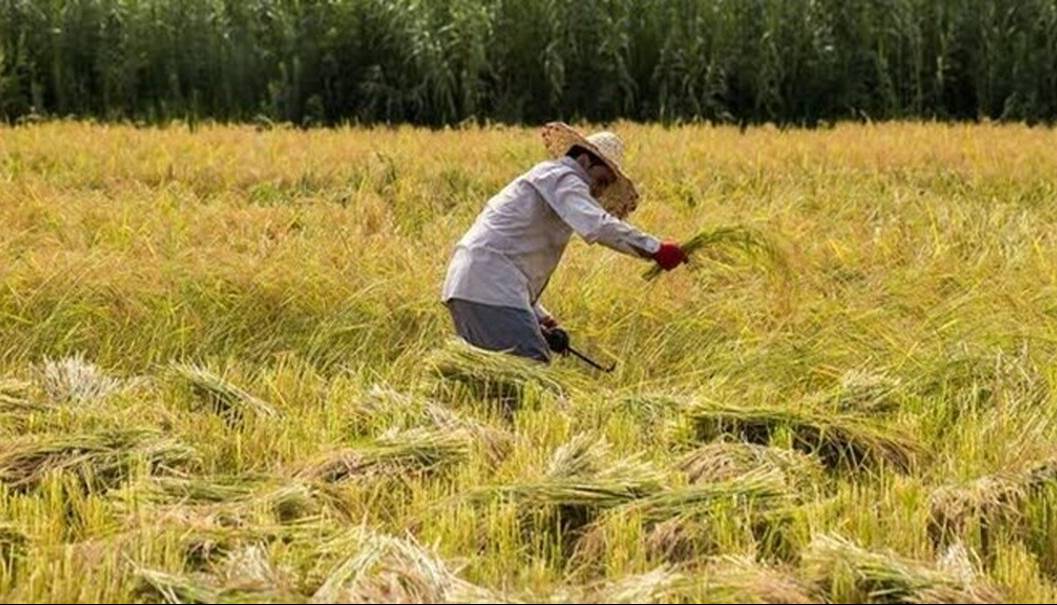 کاهش ۱.۷ درصدی نرخ بیکاری در روستاها