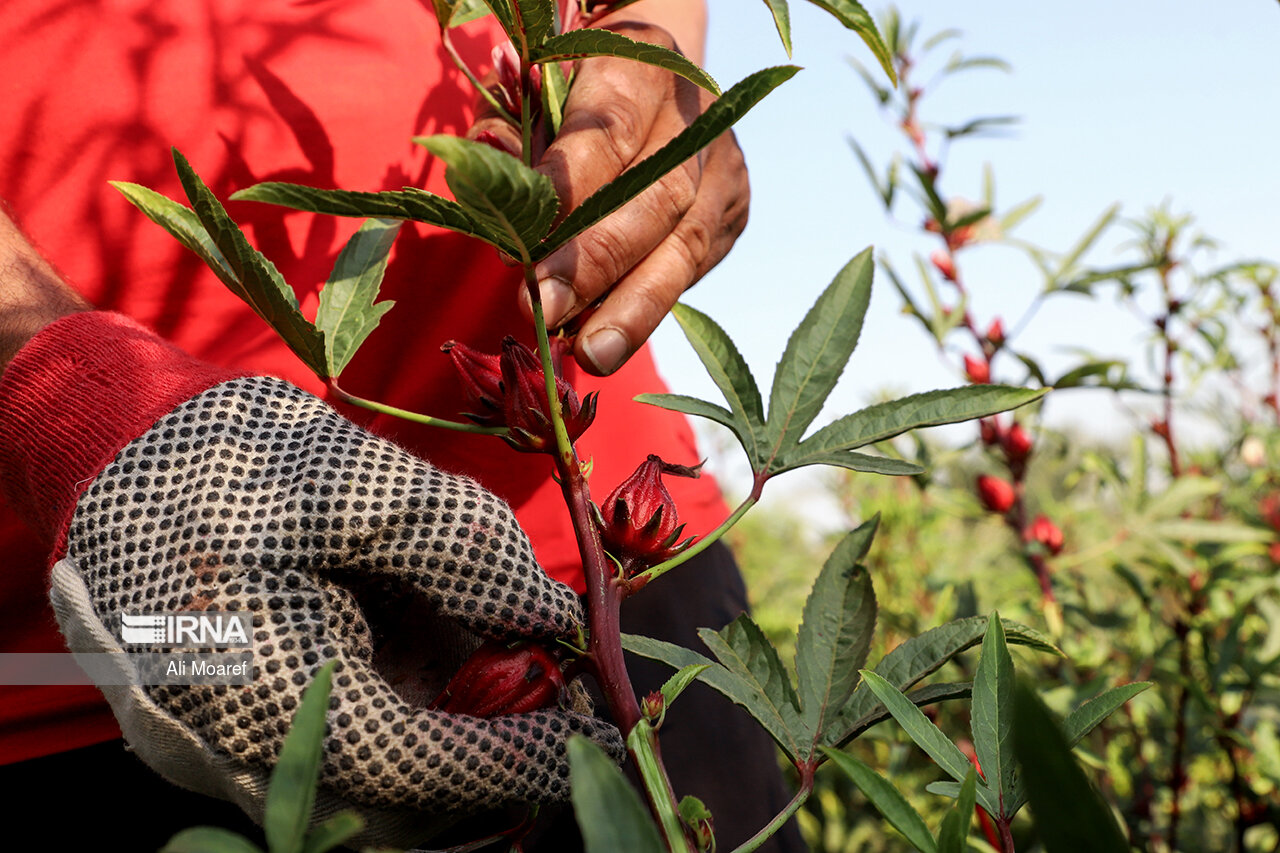 عکس/ برداشت چای ترش ایرانی