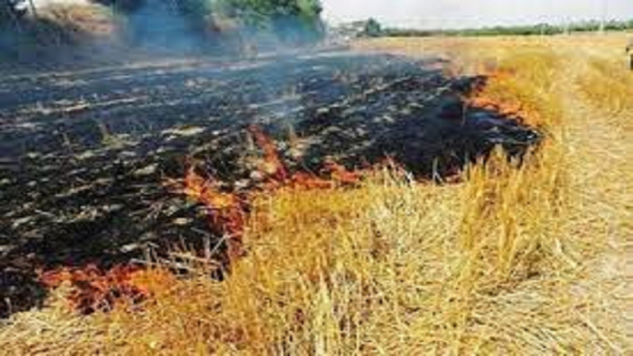 مرد ۷٠ ساله سوقی در آتش‌سوزی زمین کشاورزی جان باخت