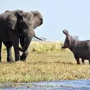 حمله فیل خشمگین به اسب های آبی