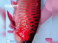  یکی از زیباترین و گران‌قیمت ترین ماهیان دنیا