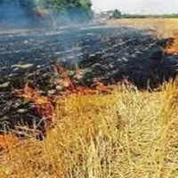  مرد ۷٠ ساله سوقی در آتش‌سوزی زمین کشاورزی جان باخت
