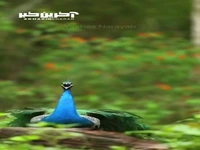 آواز طاووس وقتی پرهاش رو باز میکنه