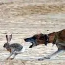 تعقیب و گریز سنگین بین خرگوش و سگهای شکاری