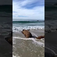 تعطیلات مجردی یک گراز وحشی در کنار ساحل دریا