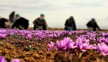 قیمت زعفران سر به فلک کشید